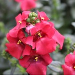 Diascia 