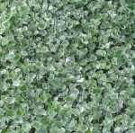 Dichondra Silver Falls