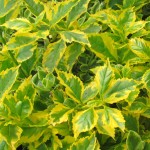 Duranta Golden Edge