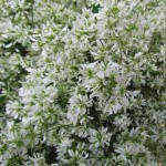 Euphorbia Stardust White Flash