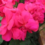 Geranium Interspecific Calliope