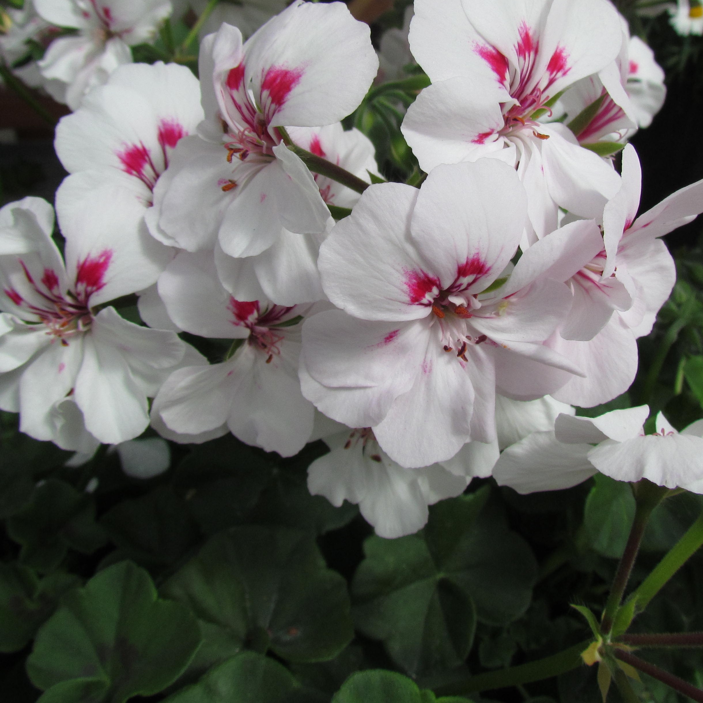 geraniumivycontessawhite2 Mast Young Plants