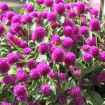 Gomphrena Pinball Purple