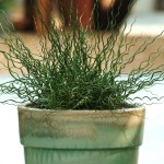 Juncus