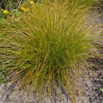 Carex