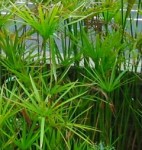 Cyperus 