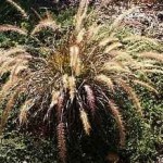 Pennisetum