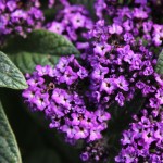 Heliotrope