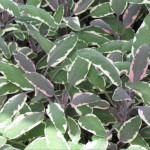 Sage Tricolor