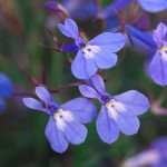Lobelia