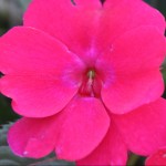 Impatiens New Guinea