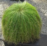 Isolepsis Fiber Optics Grass