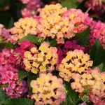 Lantana