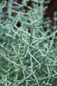 Calocephalus Bed Head