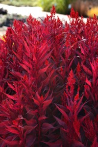 Celosia Dragons Breath