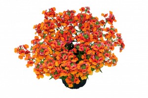 Nemesia Babycakes Little Orange