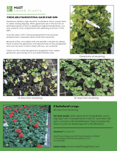 geranium care marketing information