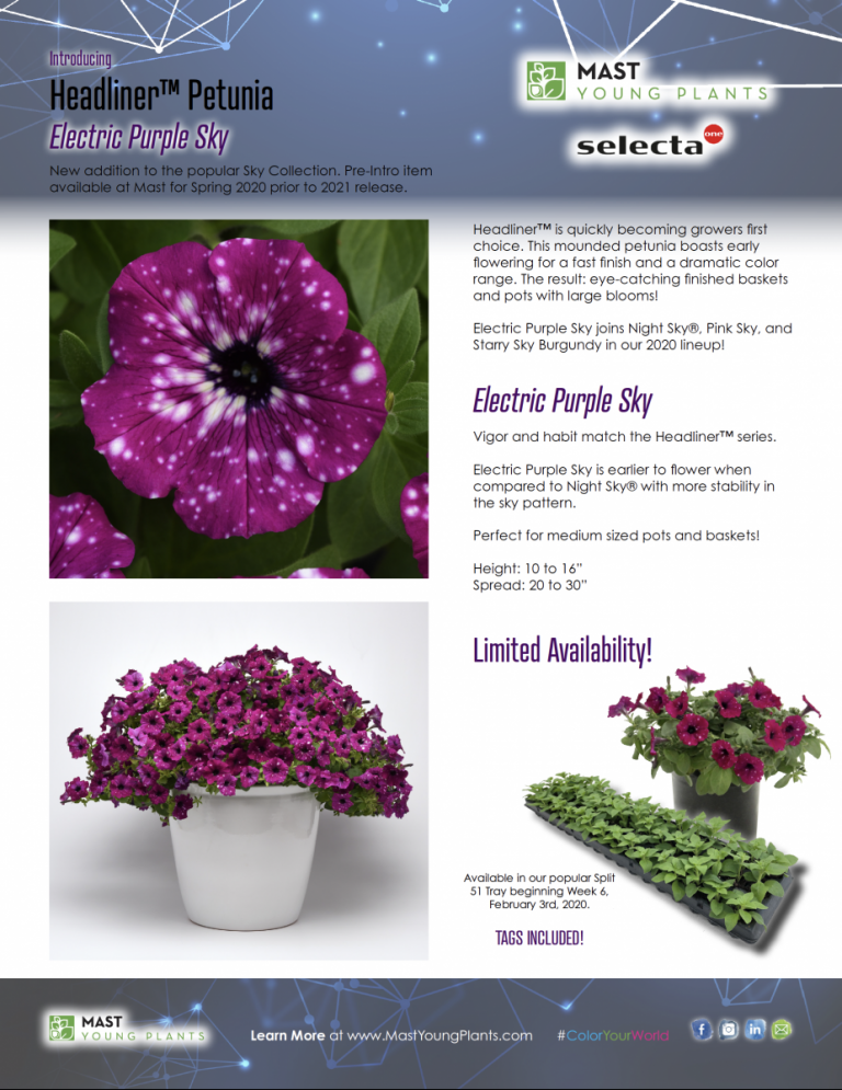 Introducing Headliner™ Electric Purple Sky Petunia Mast Young Plants