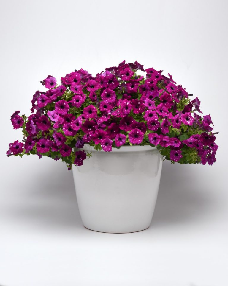 Introducing Headliner™ Electric Purple Sky Petunia Mast Young Plants