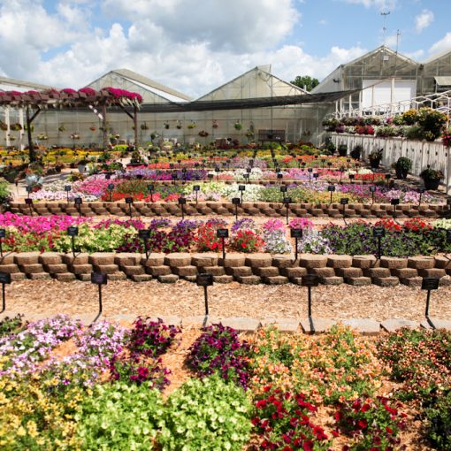 greenhouse trials