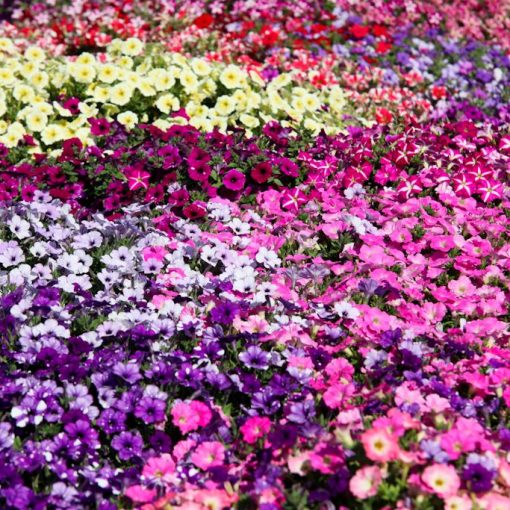 petunias