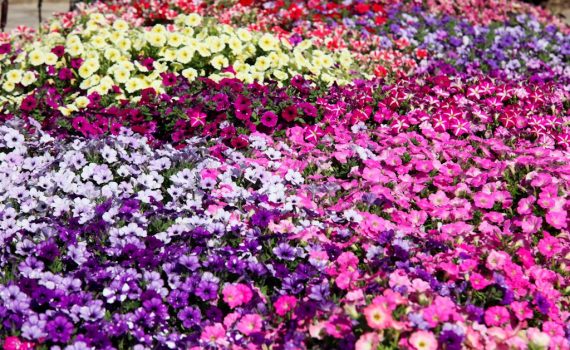 petunias