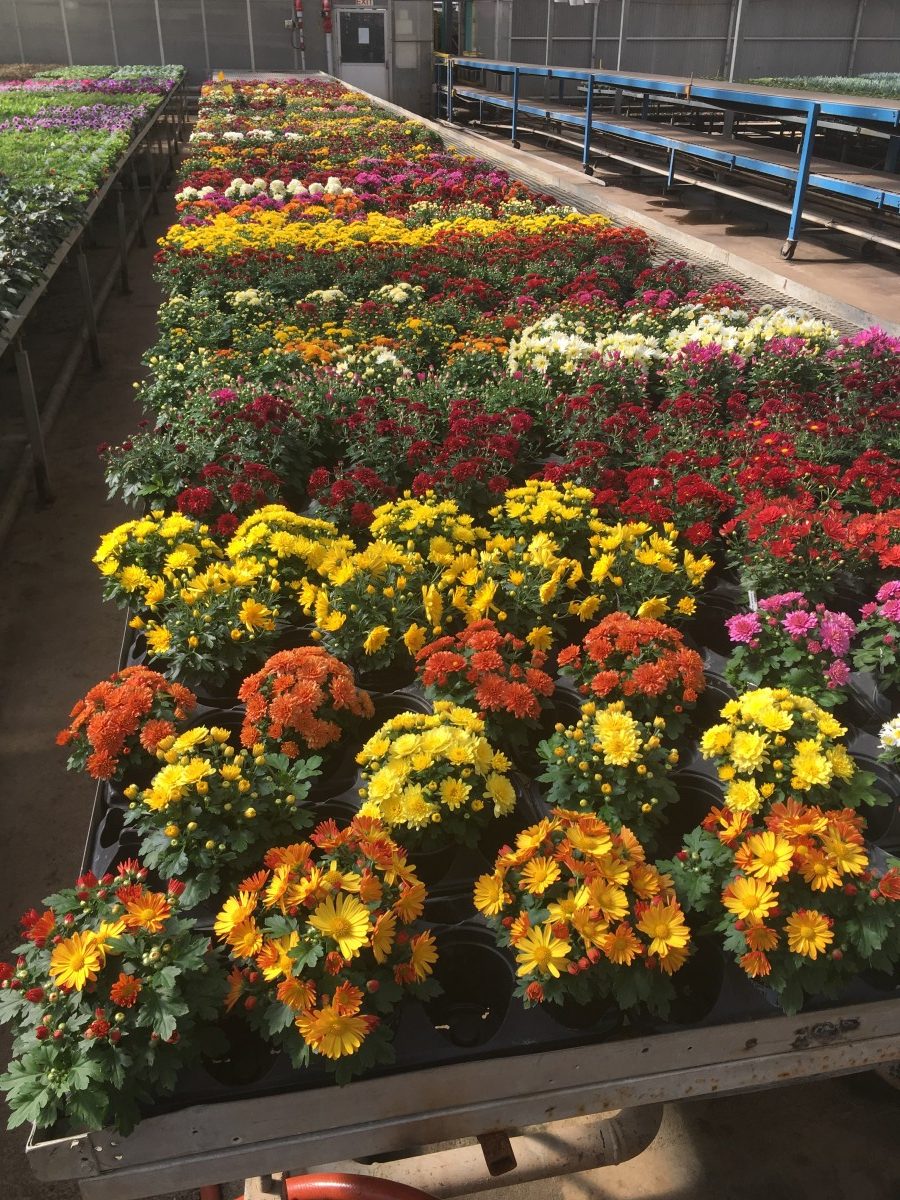 Mum Trends and Trials Mast Young Plants