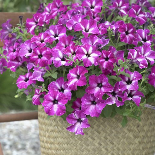 enchanted sky petunia