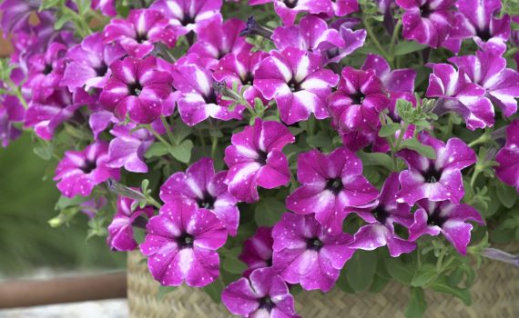 enchanted sky petunia