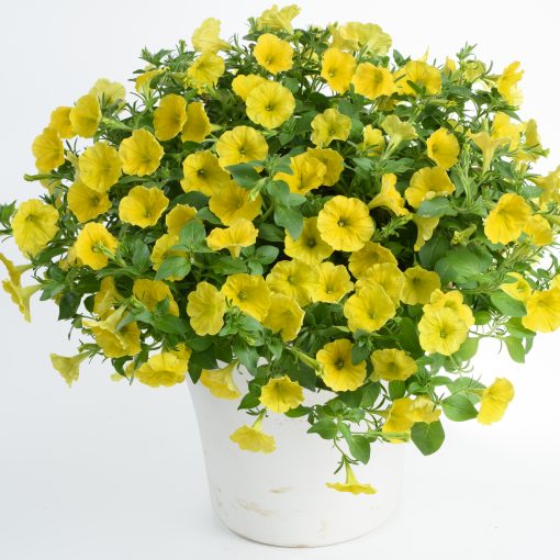 Petunia Hello Yellow