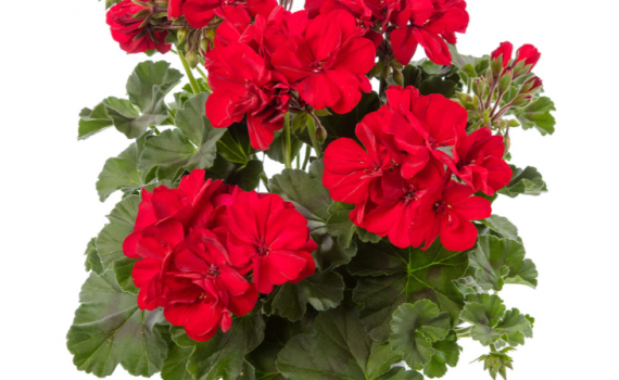 Calliope Red Dark Leaf 1
