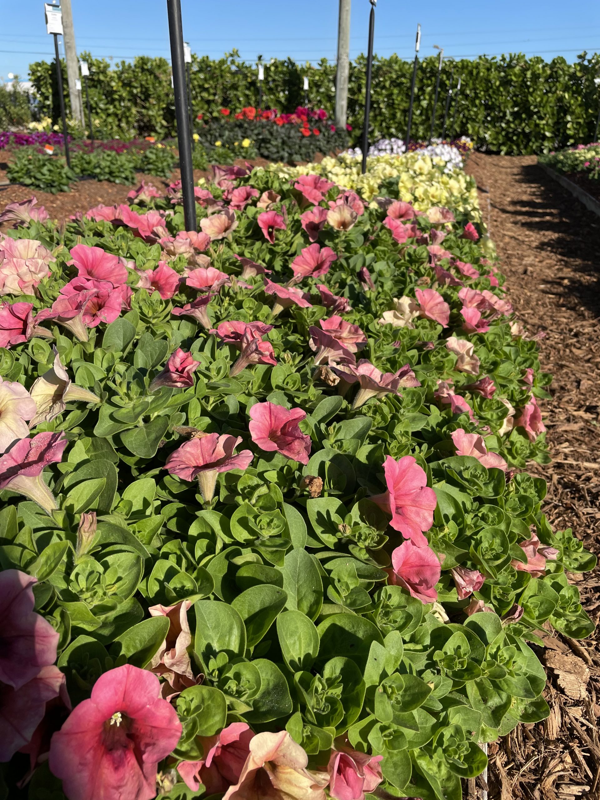 2021 LIMITED PRERELEASE Petunia Fun House™ Potpourri Mast Young Plants