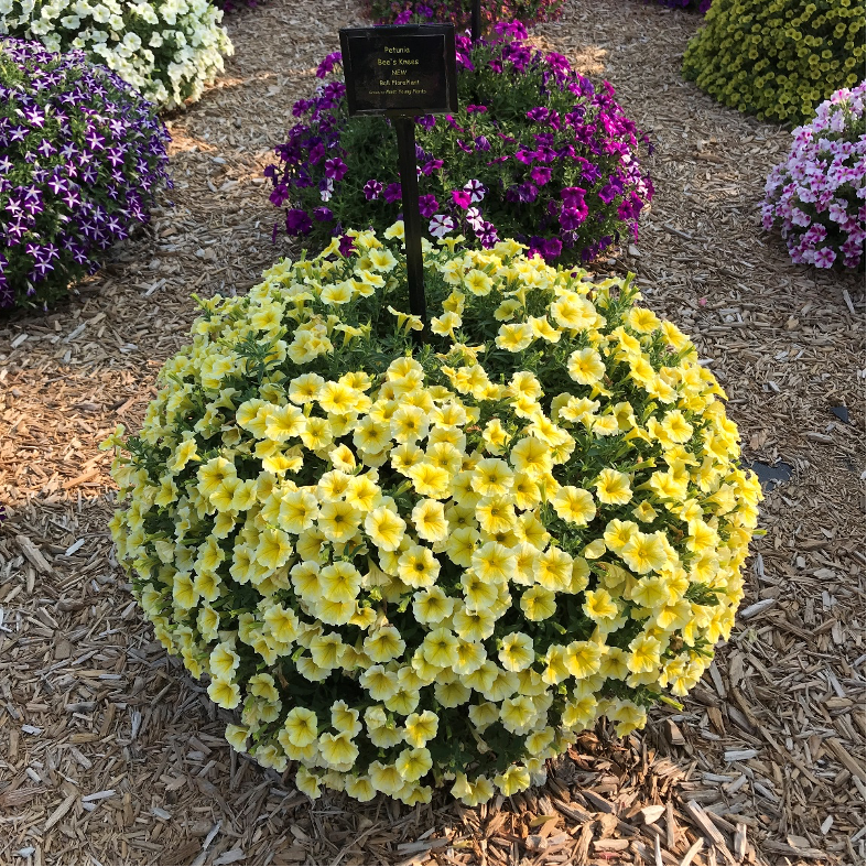 Bee's Knees full grown