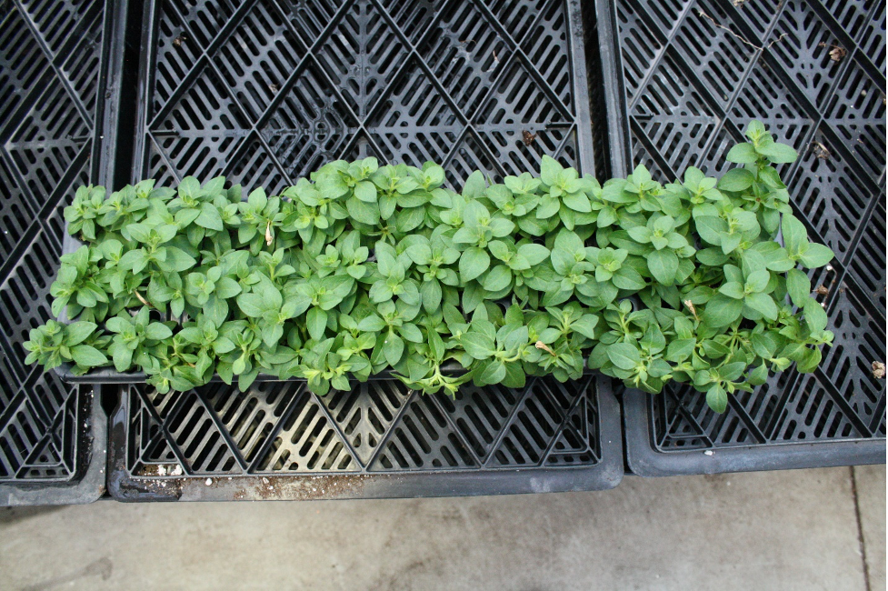 Split 51 Liner Tray