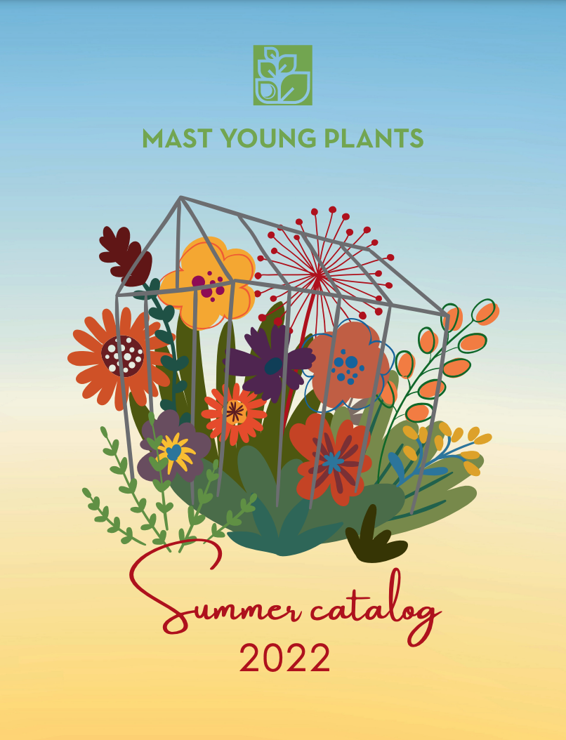 Mast Young Plants Mum Catalog 2022