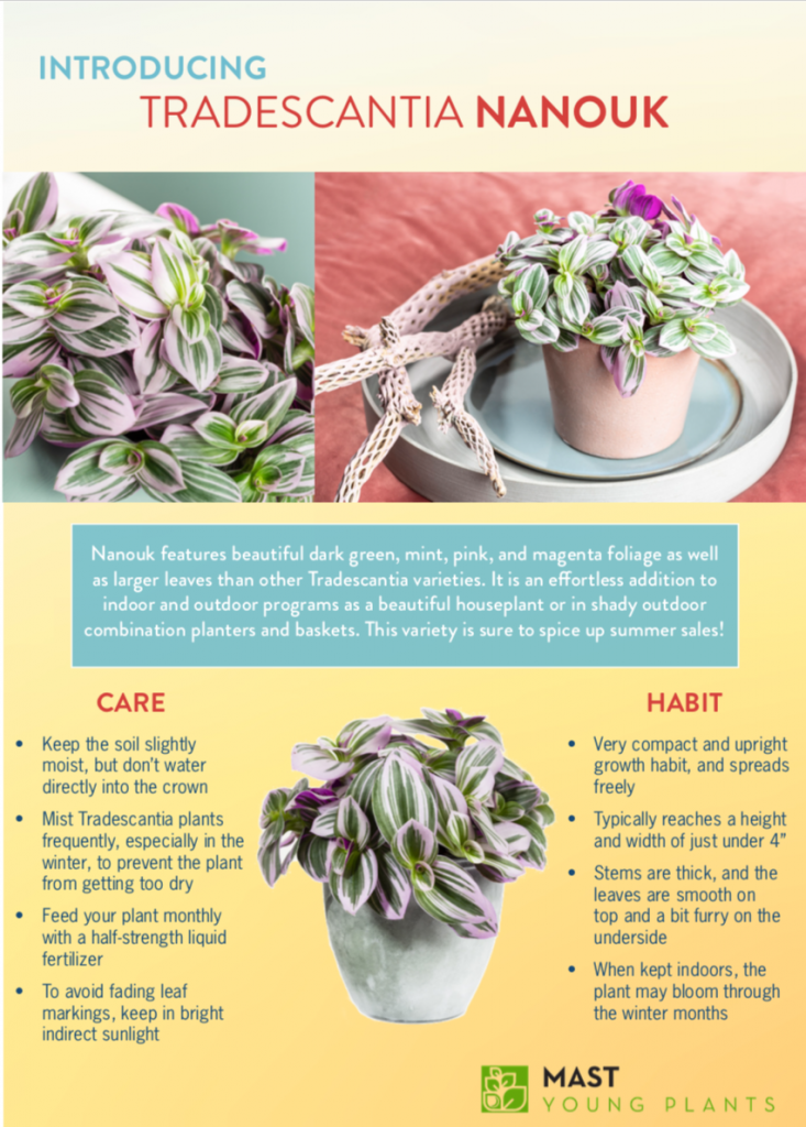 Tradescantia