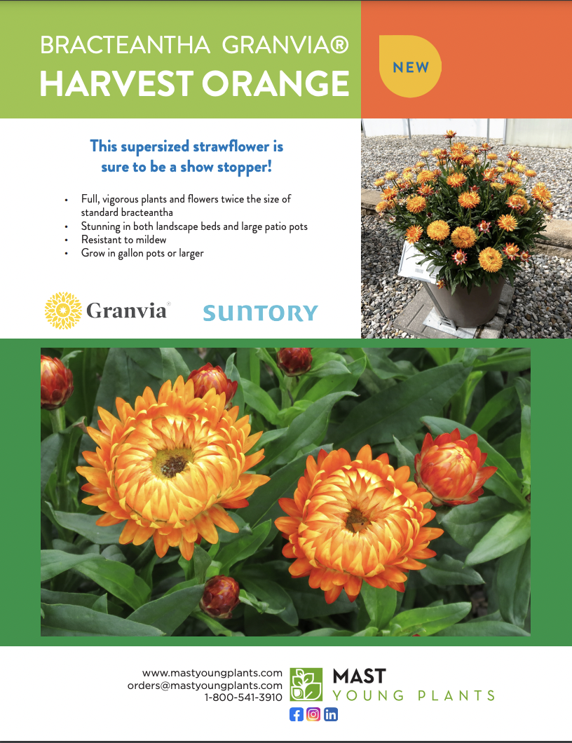 Bracteatha Branvia® Harvest Orange