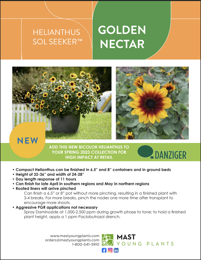 Helianthus Sol Seeker Golden Nectar