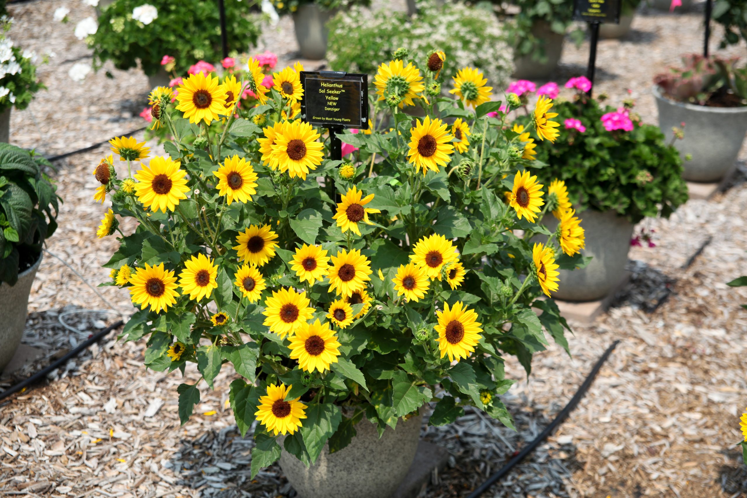 Helianthus Sol Seeker Yellow