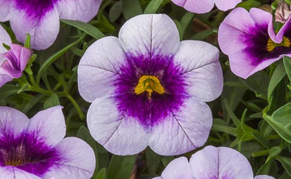 Calibrachoa-Cabrio™