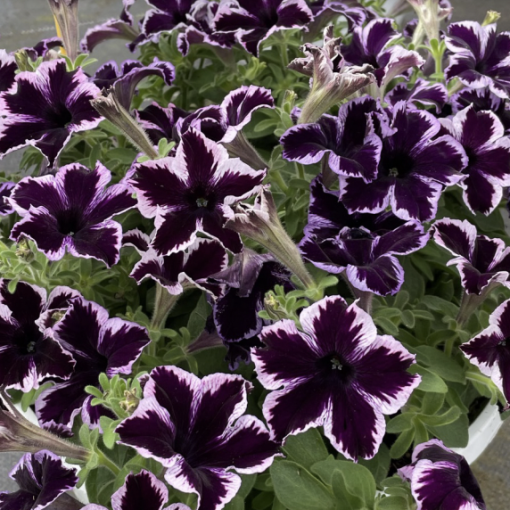 Crazytunia® Cosmic Violet