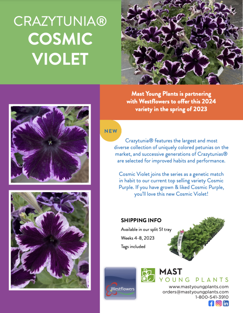 Crazytunia Cosmic Violet