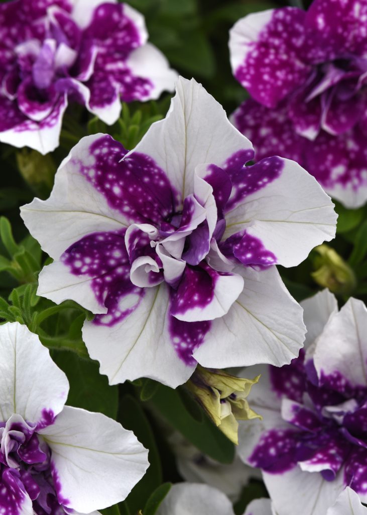 New for 2024 Petunia Sweet Sunshine™ Double Sky Magenta Mast Young