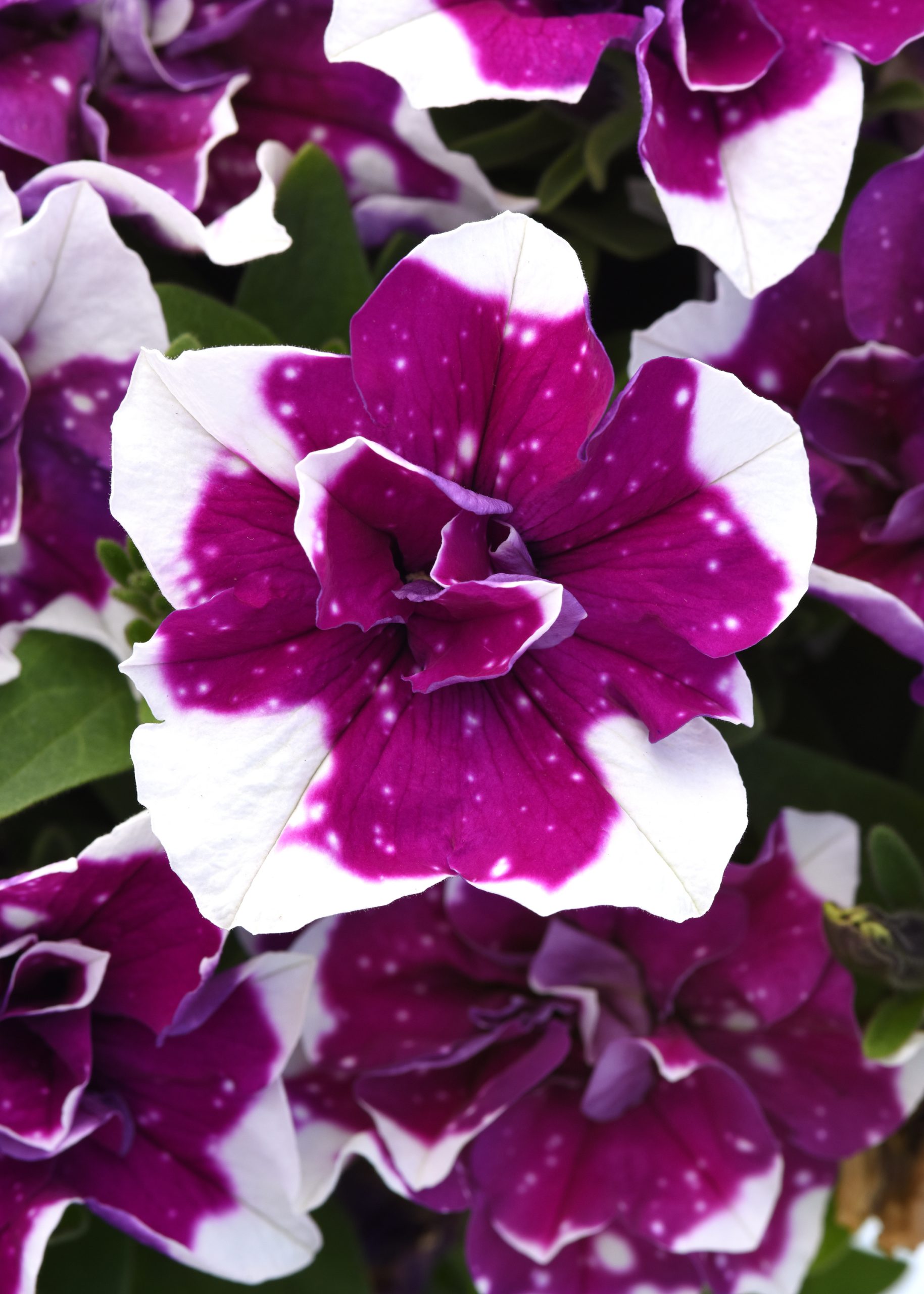 Petunia Sweet Sunshine™ Double Sky Magenta