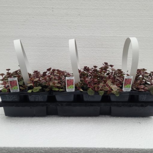 Sedum Dragon's Blood