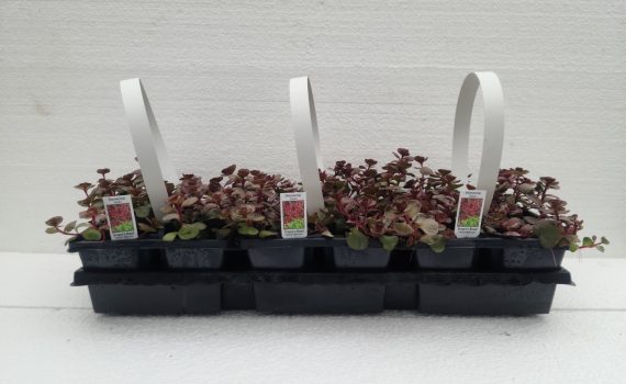 Sedum Dragon's Blood