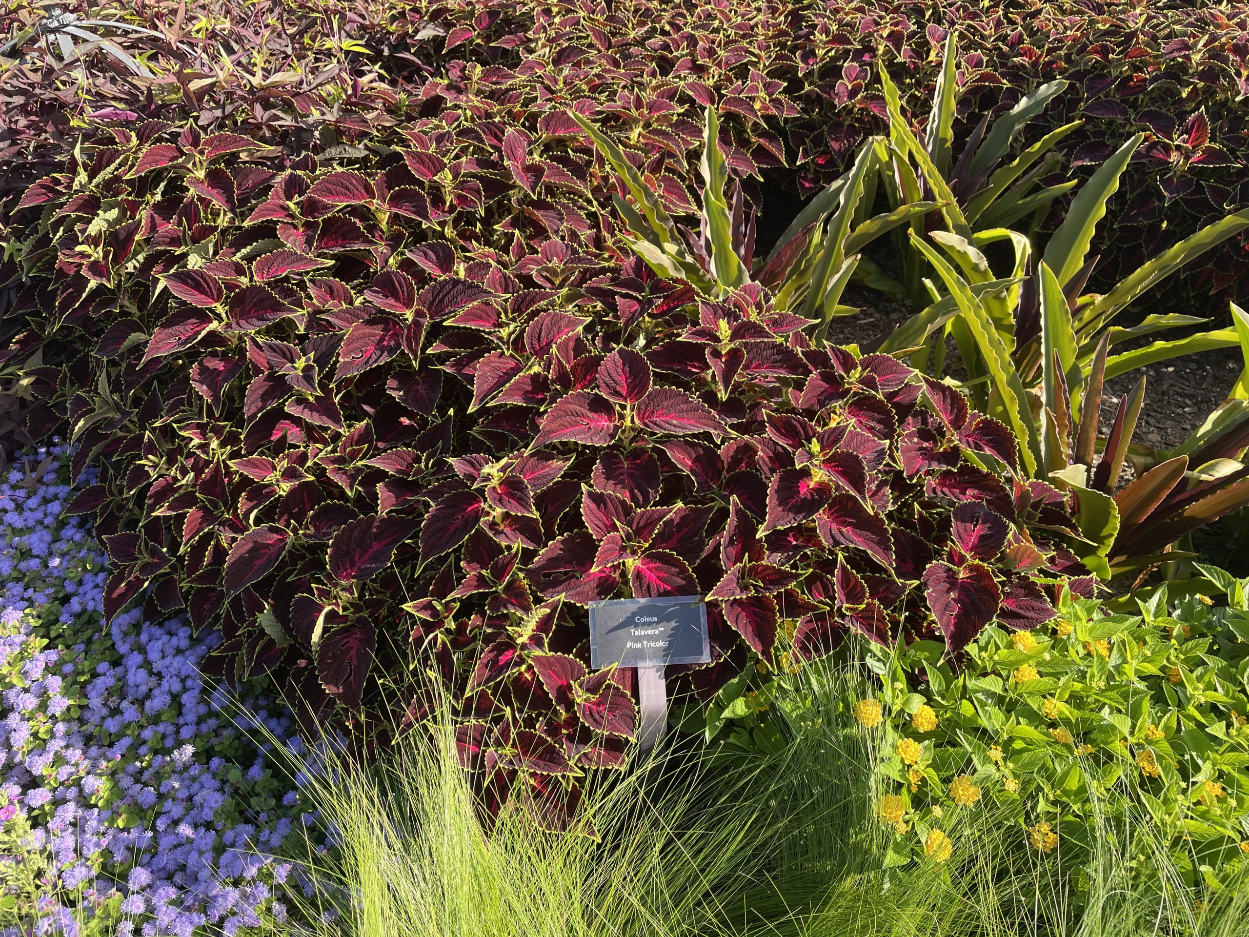 Coleus Talavera™ Pink Tricolor