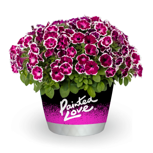 Petunia Painted Love