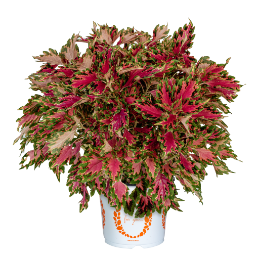 Coleus Down Town Vegas Neon