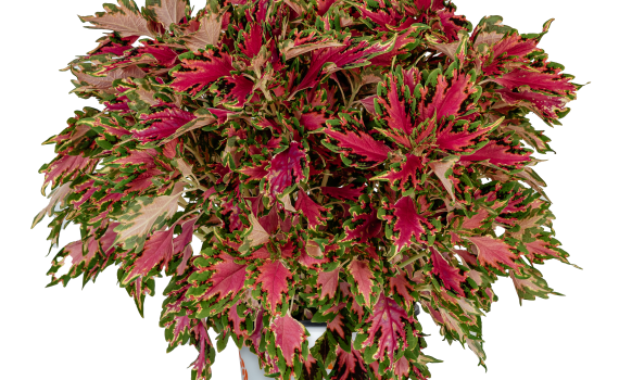 Coleus Down Town Vegas Neon